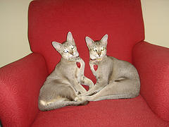 Singapura_cats_Flickr_Photo_by_doctordoodad Singapura_cats_Flickr_Photo_by_doctordoodad