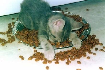 cat_in_food_bowl.jpg