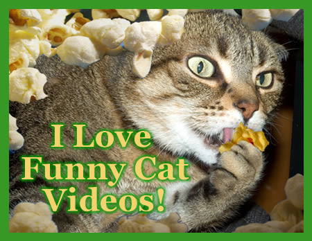 funny cat videos. loves funny cat videos.