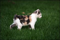 Manx_Kitten_Flickr_Photo_by_francesco.ita Manx_Kitten_Flickr_Photo_by_francesco.ita