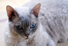 Selkirk_Rex_Flickr_Photo_by_David_Blackwell Selkirk_Rex_Flickr_Photo_by_David_Blackwell