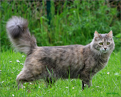 Turkish_Angora_Flickr_Photo_by_twin-otter64 Turkish_Angora_Flickr_Photo_by_twin-otter64
