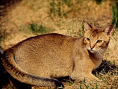 The Abyssinnian cat  is one of the most loyal of all the cat breeds