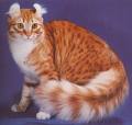 American_Curl_cat_sm_source_unknown