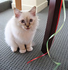 Birman_Flickr_Photo_sm_by_jurvetson