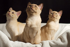 Burmese kittens photo by fenlandsnapper