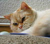 Colorpoint_Shorthair_Flickr_Photo_sm_by_chicoblue.