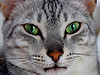 Egyptian_Mau_Flickr_Photo_sm_By_randy50