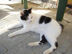 Japanese_Bobtail_Flickr_Photo_by_SysAnd Japanese_Bobtail_Flickr_Photo_by_SysAnd
