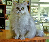 Lancelot-at-vet-photo-by-herberouge-1-somewhere-over-the-rainbow