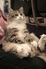 Norwegian_Forest_Cat_Flickr_Photo_sm_From_CRYROLFE