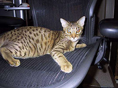 Ocicat_Flickr_Photo_by_pouryourheartintoit