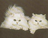 Persian_Flickr_Photo_sm_From_avidpets