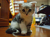 Scottish_fold_Flickr_photo_sm_by_Aaron_Lu