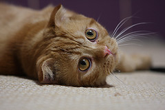 Scottish_fold_flickr_Photo_by-Arthur_Ivanov