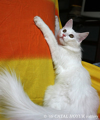 Turkish_Angora_Flickr_Photo_2_by_woo_is_not_a_china_girl