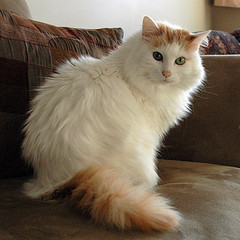 Turkish_Van_Flickr_Photo_by_antimatter347