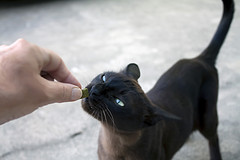 cat-eating-treat-by Robert Couse-Baker