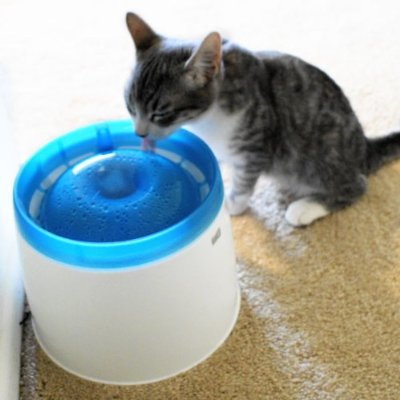 Slurp, slurp, meow, slurp. . . Slurp, slurp, meow, slurp. . .