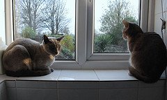 2-cats-in-window-by-polandeze-