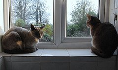 2-cats-in-window-by-polandeze- 2-cats-in-window-by-polandeze-