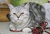 American_Shorthair_Flickr_Photo_sm_by_Ultima_Bruce