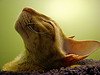 Cornish_Rex_Flickr_Photo_sm_by_redcat72