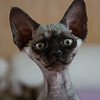 Devon_Rex_Flickr_Photo_sm_by_peter_hasselbom