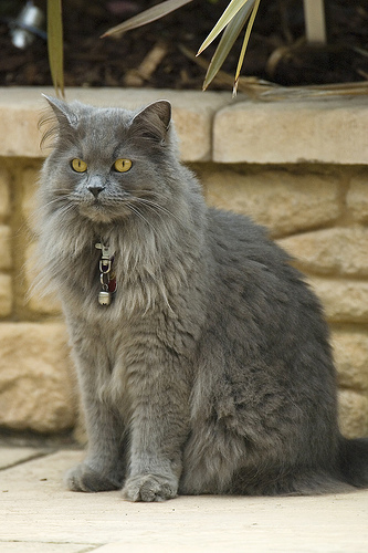 Grey-British_Longhair_by-StuBramley Grey-British_Longhair_by-StuBramley