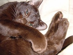 Havana_Brown_Flickr_Photo_by_Marquest1 Havana_Brown_Flickr_Photo_by_Marquest1