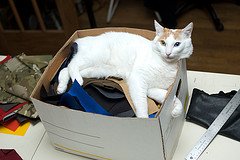 Japanese_Bobtail_Flickr_Photo_by_Adam_A