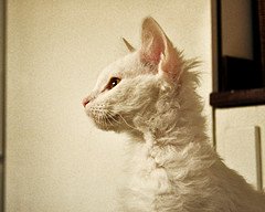 LaPerm_Flickr_Photo_by_fotopologi LaPerm_Flickr_Photo_by_fotopologi