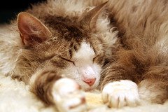 LaPerm_Flickr_Photo_by_unplain-Jane LaPerm_Flickr_Photo_by_unplain-Jane
