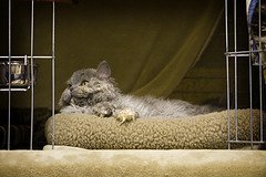 Longhair_Selkirk_Rex_Flickr_Photo_by_rockmixer Longhair_Selkirk_Rex_Flickr_Photo_by_rockmixer