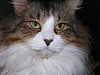 Maine_Coon_Flickr_Photo_sm_From_Court-Cour