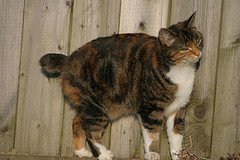 Manx_Flickr_Photo_by_iom_keith Manx_Flickr_Photo_by_iom_keith