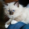 Ragdoll_Flickr_Photo_sm_From_Bakkerty_Jap