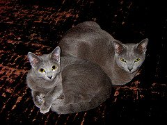 Russian_blue_Flickr_Photo_by_toddneville Russian_blue_Flickr_Photo_by_toddneville