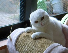 Scottish_Fold_Flickr_photo_by_tata_aka_T Scottish_Fold_Flickr_photo_by_tata_aka_T