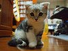 Scottish_fold_Flickr_photo_sm_by_Aaron_Lu