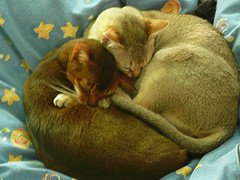 Singapuras_Flicker_photo_by_grongar Singapuras_Flicker_photo_by_grongar