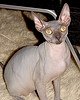 Sphynx_Flickr_Photo_sm_From_Weetniet