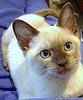 Tonkinese_Flickr_Photo_sm_by_MarianneG2007