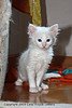 Turkish_Angora_Flickr_Photo_sm_by_woo_is_not_a_china_girl