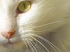 Turkish_Van_Flickr_Photo_sm_by_Eggybird
