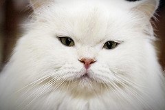 White-British-Longhair-2-by-Fofurasfelinas White-British-Longhair-2-by-Fofurasfelinas