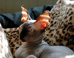 Don't hate me because I'm beautiful. Just buy me a soft warm bed, ok? Don't hate me because I'm beautiful. Just buy me a soft warm bed, ok?