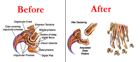 declawing-surgical-diagram-adapted-from-the-Atlas-of-feline-anatomy-for-vetereinarians