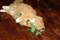 ginfer-with-fresh-catnip-by-iLoveButter ginfer-with-fresh-catnip-by-iLoveButter