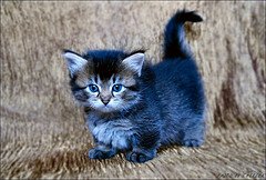 munchkin-baby-by-Theani munchkin-baby-by-Theani
